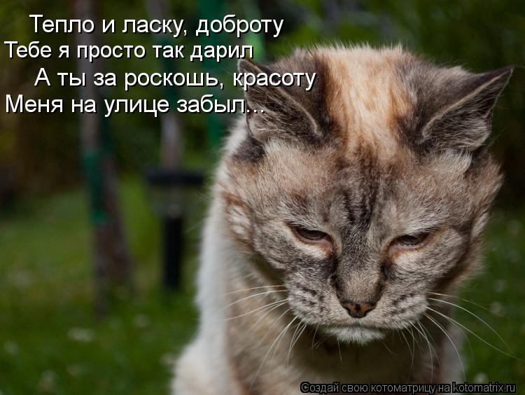 Тепло и ласку, доброту Тебе я просто так дарил А ты за роскошь, красоту Меня на улице забыл...... Котоматрица: Тепло и ласку, доброту Тебе я просто так дарил А ты за роскошь, красоту Меня на улице забыл...