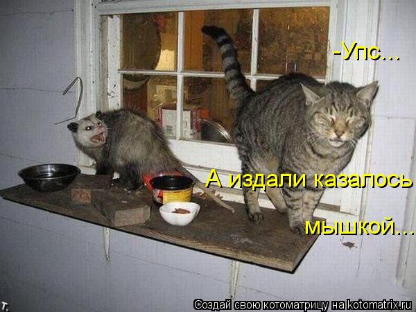 -Упс... А издали казалось мышкой...... Котоматрица: -Упс... А издали казалось мышкой...
