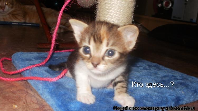 Кто здесь...?... Котоматрица: Кто здесь...?