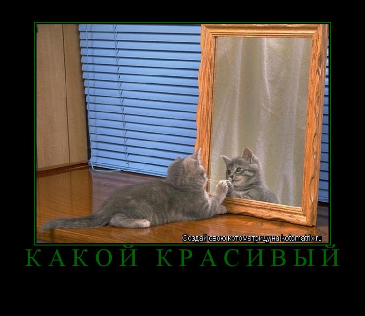 Котоматрица: какой красивый 