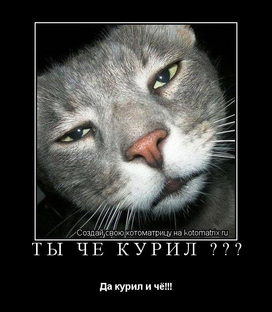 Котоматрица: ТЫ ЧЁ КУРИЛ ??? Да курил и чё!!!