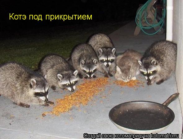 Котэ под прикрытием... Котоматрица: Котэ под прикрытием