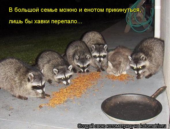 В большой семье можно и енотом прикинуться, лишь бы хавки перепало...... Котоматрица: В большой семье можно и енотом прикинуться, лишь бы хавки перепало...