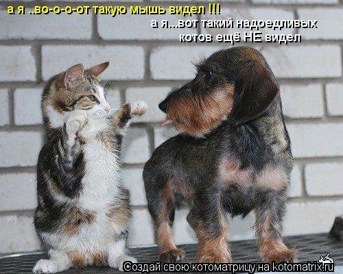 а я ..во-о-о-от такую мышь видел !!! а я...вот такий надоедливых котов ещё НЕ видел... Котоматрица: а я ..во-о-о-от такую мышь видел !!! а я...вот такий надоедливых котов ещё НЕ видел
