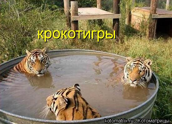 крокотигры... Котоматрица: крокотигры