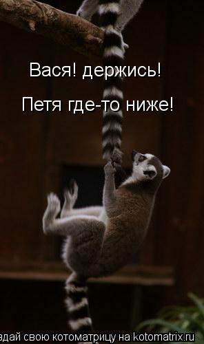 Вася! держись! Петя где-то ниже!... Котоматрица: Вася! держись! Петя где-то ниже!