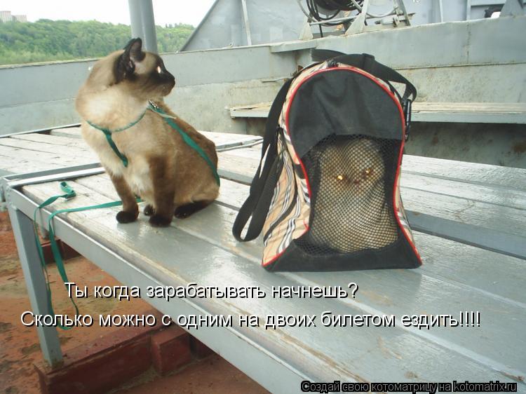 Ты когда зарабатывать начнешь? Сколько можно с одним на двоих билетом ездить!!!!... Котоматрица: Ты когда зарабатывать начнешь? Сколько можно с одним на двоих билетом ездить!!!!