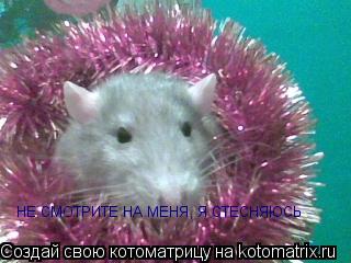 НЕ СМОТРИТЕ НА МЕНЯ, Я СТЕСНЯЮСЬ... Котоматрица: НЕ СМОТРИТЕ НА МЕНЯ, Я СТЕСНЯЮСЬ