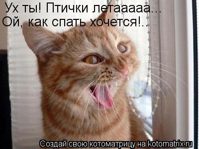 Ух ты! Птички летааааа... Ой, как спать хочется!..... Котоматрица: Ух ты! Птички летааааа... Ой, как спать хочется!..