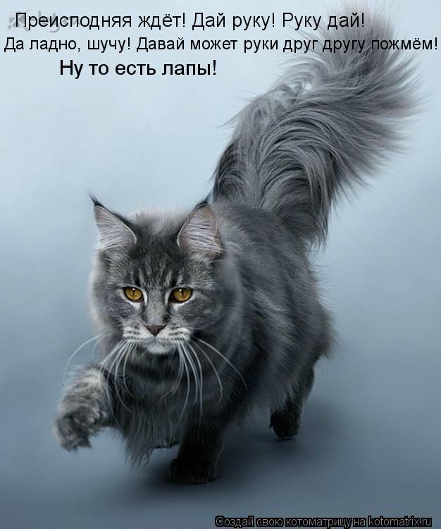 Преисподняя ждёт! Дай руку! Руку дай! Да ладно, шучу! Давай может руки друг другу пожмём! Ну то есть ... Котоматрица: Преисподняя ждёт! Дай руку! Руку дай! Да ладно, шучу! Давай может руки друг другу пожмём! Ну то есть лапы!
