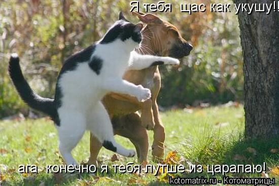 Я тебя щас как укушу!! ага конечно я тебя лутше из царапаю!... Котоматрица: Я тебя щас как укушу!! ага конечно я тебя лутше из царапаю!