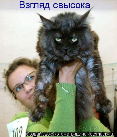 Взгляд свысока... Котоматрица: Взгляд свысока