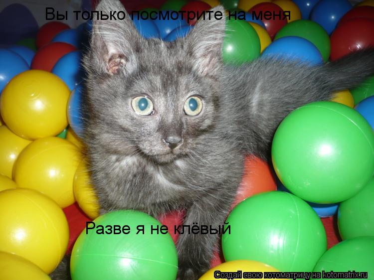 Разве я не клёвый Вы только посмотрите на меня... Котоматрица: Разве я не клёвый Вы только посмотрите на меня