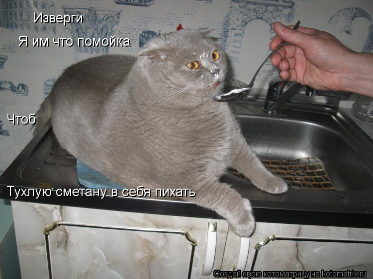 Изверги Я им что помойка Чтоб Тухлую сметану в себя пихать... Котоматрица: Изверги Я им что помойка Чтоб Тухлую сметану в себя пихать