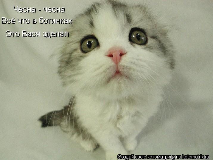 Чесна - чесна Всё что в ботинках Это Вася зделал... Котоматрица: Чесна - чесна Всё что в ботинках Это Вася зделал