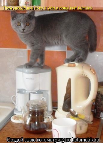 Пока дождёшся всех я уже и сома всё сделаю... Котоматрица: Пока дождёшся всех я уже и сома всё сделаю