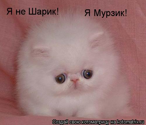 Я не Шарик! Я Мурзик!... Котоматрица: Я не Шарик! Я Мурзик!