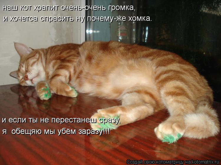 наш кот храпит очень-очень громка, и хочетса спрасить ну почему-же хомка. и если ты не перестанеш сра... Котоматрица: наш кот храпит очень-очень громка, и хочетса спрасить ну почему-же хомка. и если ты не перестанеш сразу, я обещяю мы убём заразу!!! я обещяю м