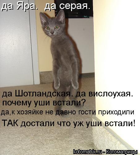 да Яра. да серая. да Шотландская. да вислоухая. почему уши встали? да,к хозяйке не давно гости прихо... Котоматрица: да Яра. да серая. да Шотландская. да вислоухая. почему уши встали? да,к хозяйке не давно гости приходили ТАК достали что уж уши встали!