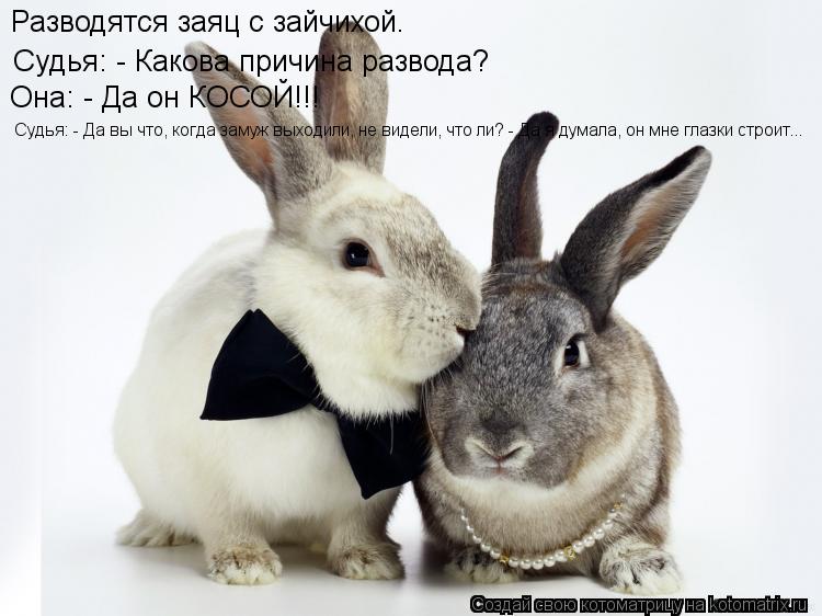 Pазводятся заяц с зайчихой. Судья: - Какова пpичина pазвода? Она: - Да он КОСОЙ!!! Судья: - Да вы что... Котоматрица: Pазводятся заяц с зайчихой. Судья: - Какова пpичина pазвода? Она: - Да он КОСОЙ!!! Судья: - Да вы что, когда замуж выходили, не видели, что ли? - Да я