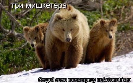 три мишкетера... Котоматрица: три мишкетера