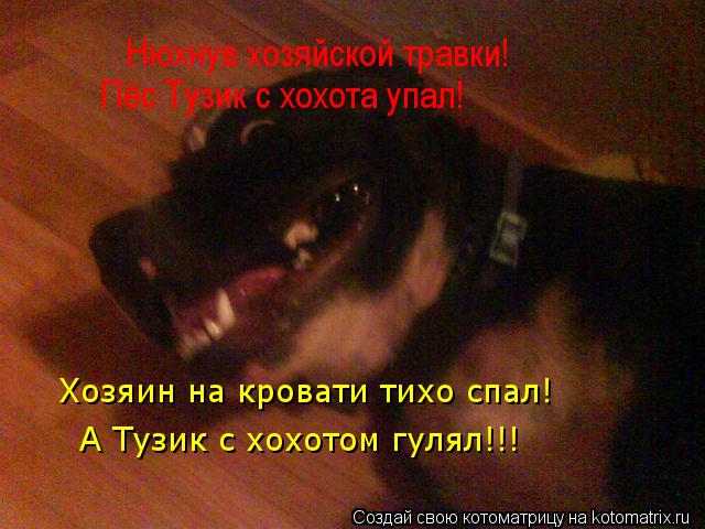 Нюхнув хозяйской травки! Пёс Тузик с хохота упал! Хозяин на кровати тихо спал! А Тузик с хохотом гуля... Котоматрица: Нюхнув хозяйской травки! Пёс Тузик с хохота упал! Хозяин на кровати тихо спал! А Тузик с хохотом гулял!!!