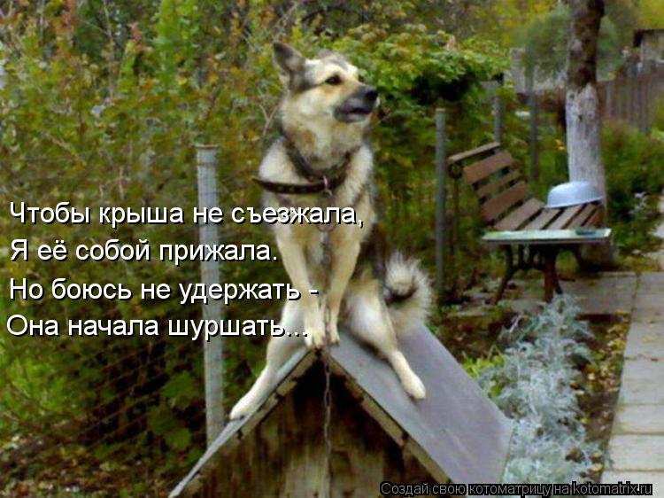Чтобы крыша не съезжала, Я её собой прижала. Но боюсь не удержать - Она начала шуршать...... Котоматрица: Чтобы крыша не съезжала, Я её собой прижала. Но боюсь не удержать - Она начала шуршать...