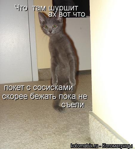 Что там шуршит ах вот что покет с сосисками скорее бежать пока не съели... Котоматрица: Что там шуршит ах вот что покет с сосисками скорее бежать пока не съели