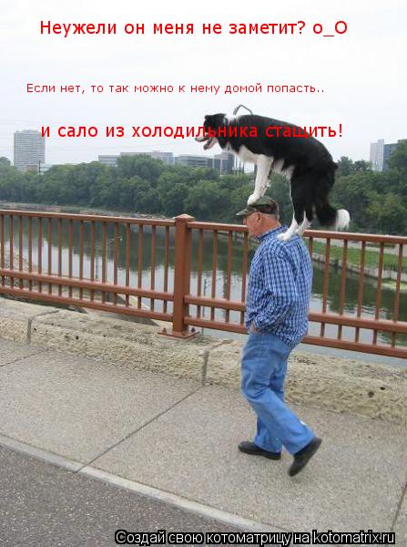 Неужели он меня не заметит? о_О Если нет, то так можно к нему домой попасть.. и сало из холодильника... Котоматрица: Неужели он меня не заметит? о_О Если нет, то так можно к нему домой попасть.. и сало из холодильника стащить!