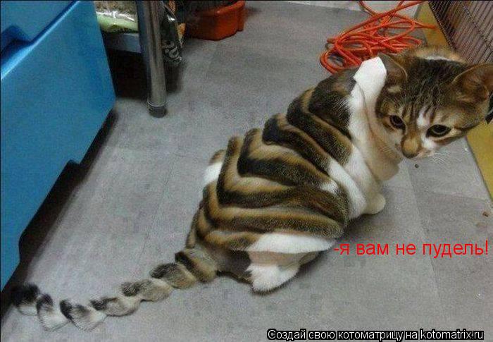 -я вам не пудель!... Котоматрица: -я вам не пудель!