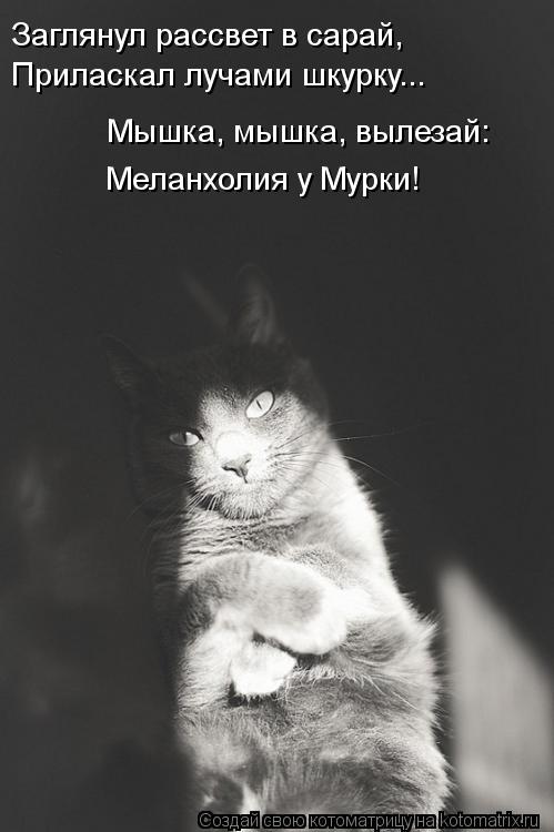 Заглянул рассвет в сарай, Мышка, мышка, вылезай: Меланхолия у Мурки! Приласкал лучами шкурку...... Котоматрица: Заглянул рассвет в сарай, Мышка, мышка, вылезай: Меланхолия у Мурки! Приласкал лучами шкурку...