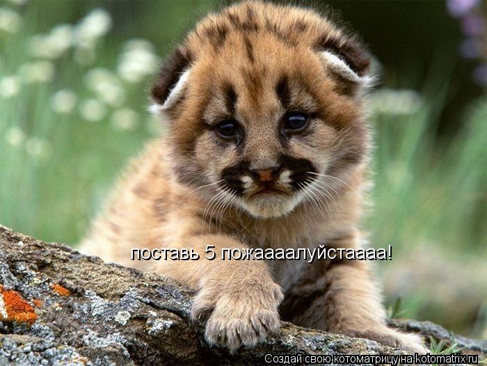 поставь 5 пожаааалуйстаааа! поставь 5 пожаааалуйстаааа!... Котоматрица: поставь 5 пожаааалуйстаааа! поставь 5 пожаааалуйстаааа!