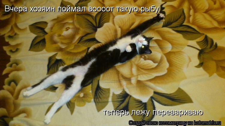 Котоматрица: Вчера хозяин поймал воооот такую рыбу,                                              теперь лежу перевариваю  теперь лежу перевариваю