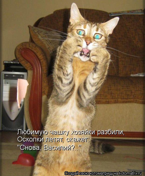 Котоматрица: Любимую чашку хозяйки разбили, Осколки летят, скажет: "Снова, Василий?.."