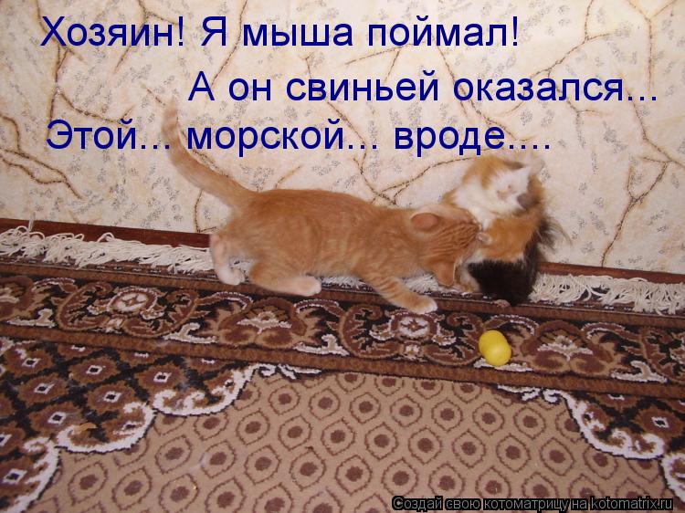 Котоматрица: Хозяин! Я мыша поймал!  А он свиньей оказался... Этой... морской... вроде....