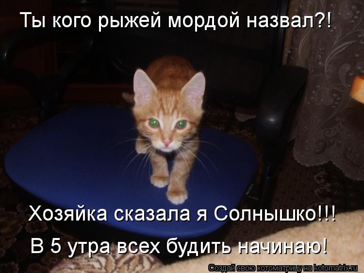 Котоматрица: Ты кого рыжей мордой назвал?! Хозяйка сказала я Солнышко!!! В 5 утра всех будить начинаю!