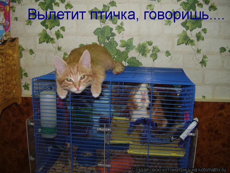 Котоматрица: Вылетит птичка, говоришь....