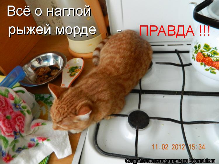 Котоматрица: Всё о наглой  рыжей морде  ПРАВДА !!! -