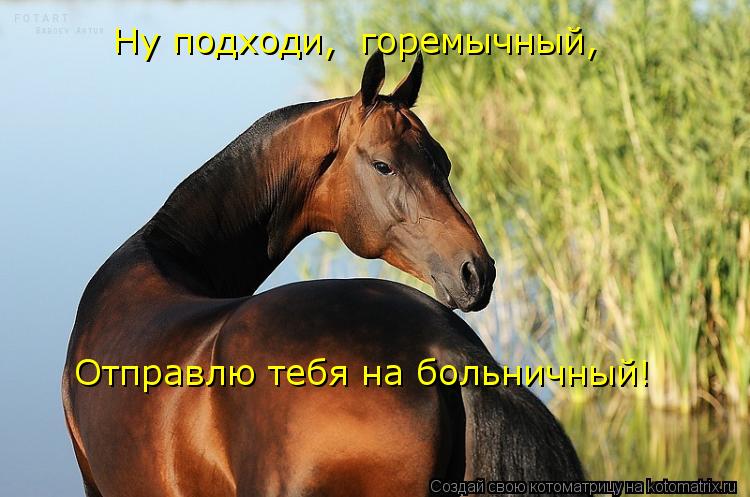 Котоматрица: Отправлю тебя на больничный!  Ну подходи,  горемычный,