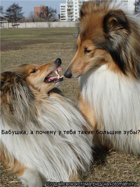 Котоматрица: Бабушка, а почему у тебя такие большие зубы?