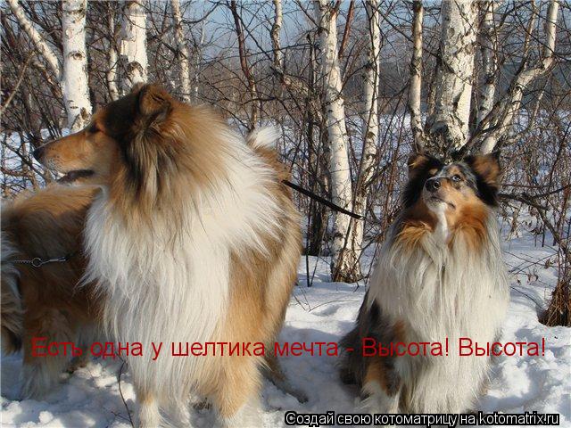 Котоматрица: Есть одна у шелтика мечта - Высота! Высота!