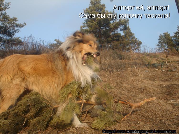 Котоматрица: Аппорт ей, аппорт! Сама бы эту колючку таскала!
