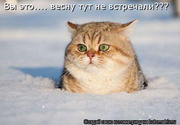 Котоматрица: Вы это.... весну тут не встречали???