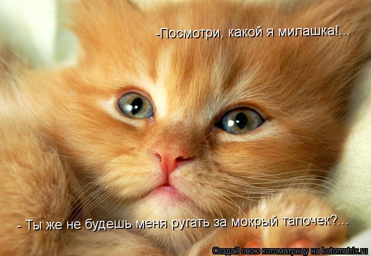 Котоматрица: - Ты же не будешь меня ругать за мокрый тапочек?...  -Посмотри, какой я милашка!...