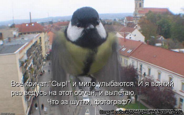 Котоматрица: Все кричат:"Сыр!" и мило улыбаются. И я всякий  раз ведусь на этот обман, и вылетаю. Что за шутки, фотограф?