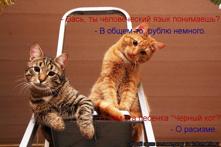Котоматрица: - Вась, ты человеческий язык понимаешь?  - В общем-то, рублю немного.  - О чём эта песенка "Черный кот?"   - О расизме.