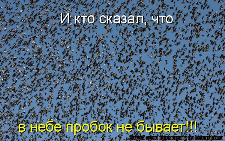И кто сказал, что в небе пробок не бывает!!!... Котоматрица: И кто сказал, что в небе пробок не бывает!!!