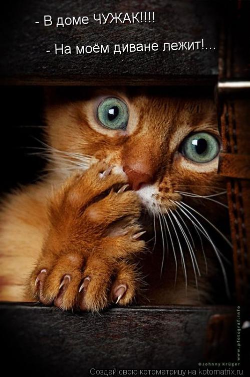 Котоматрица: - В доме ЧУЖАК!!!!  - На моём диване лежит!...