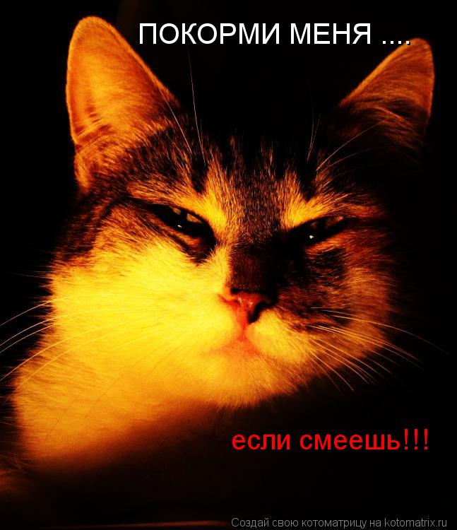 Котоматрица: ПОКОРМИ МЕНЯ .... если смеешь!!!