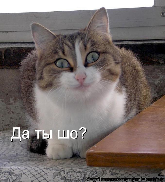 Котоматрица: Да ты шо?
